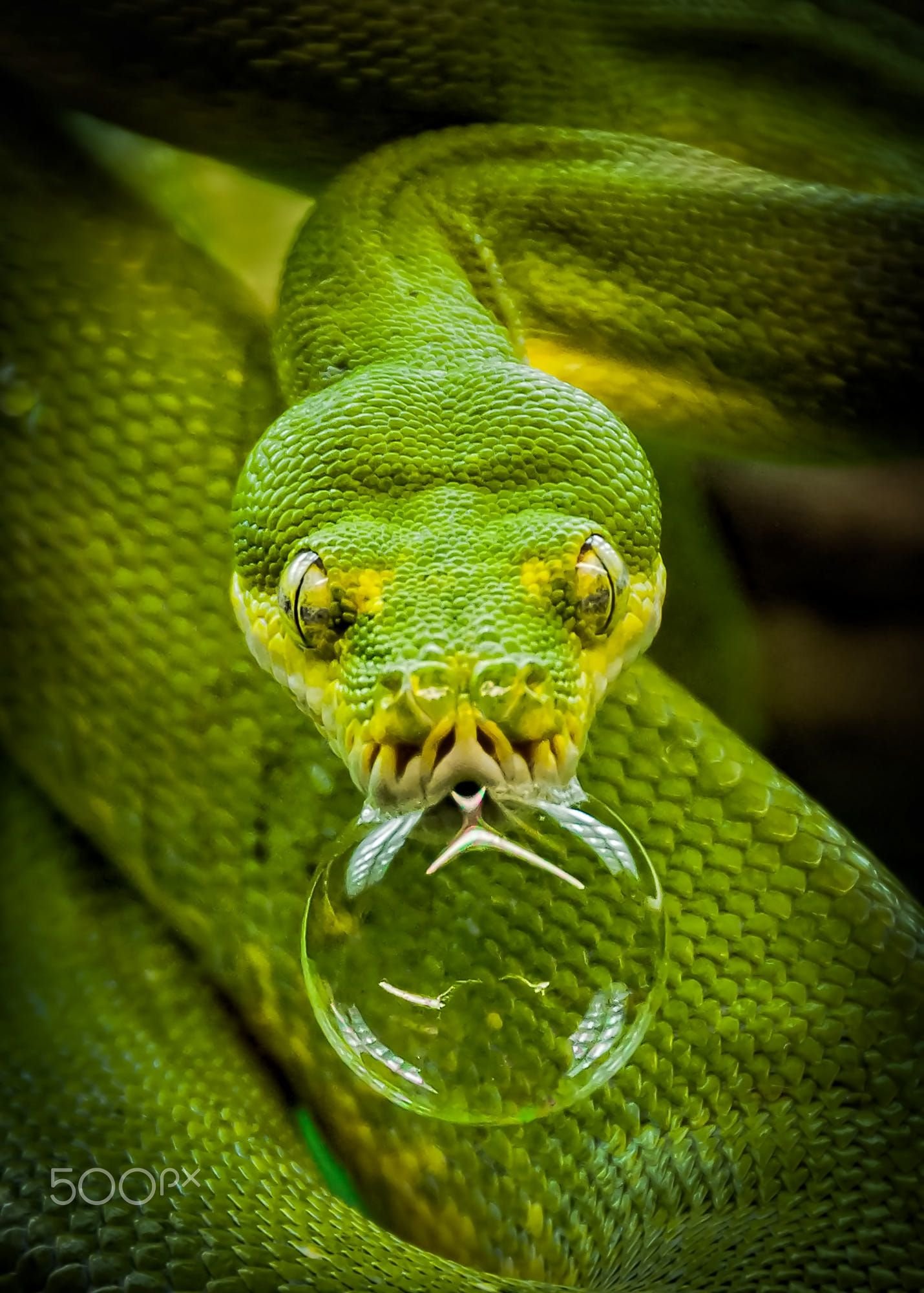 Травоядные змеи. Змея. Зеленый змей. Смешные змеи.