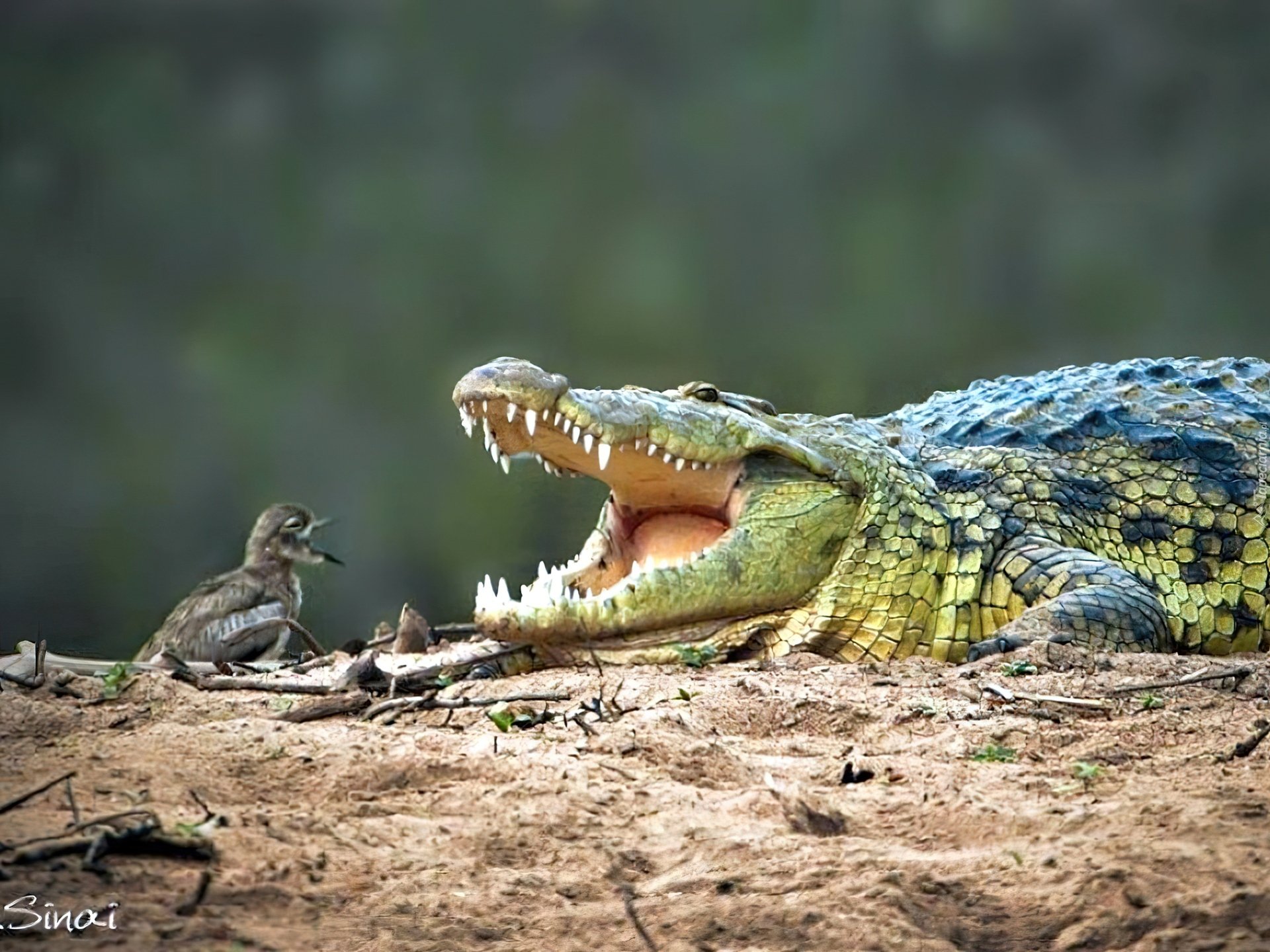 Про крокодила и птичку. Сенегальская авдотка и крокодил. Крокодил и птичка Тари симбиоз. Сенегальская авдотка и крокодил симбиоз. Сенегальской авдотки и нильского крокодила.