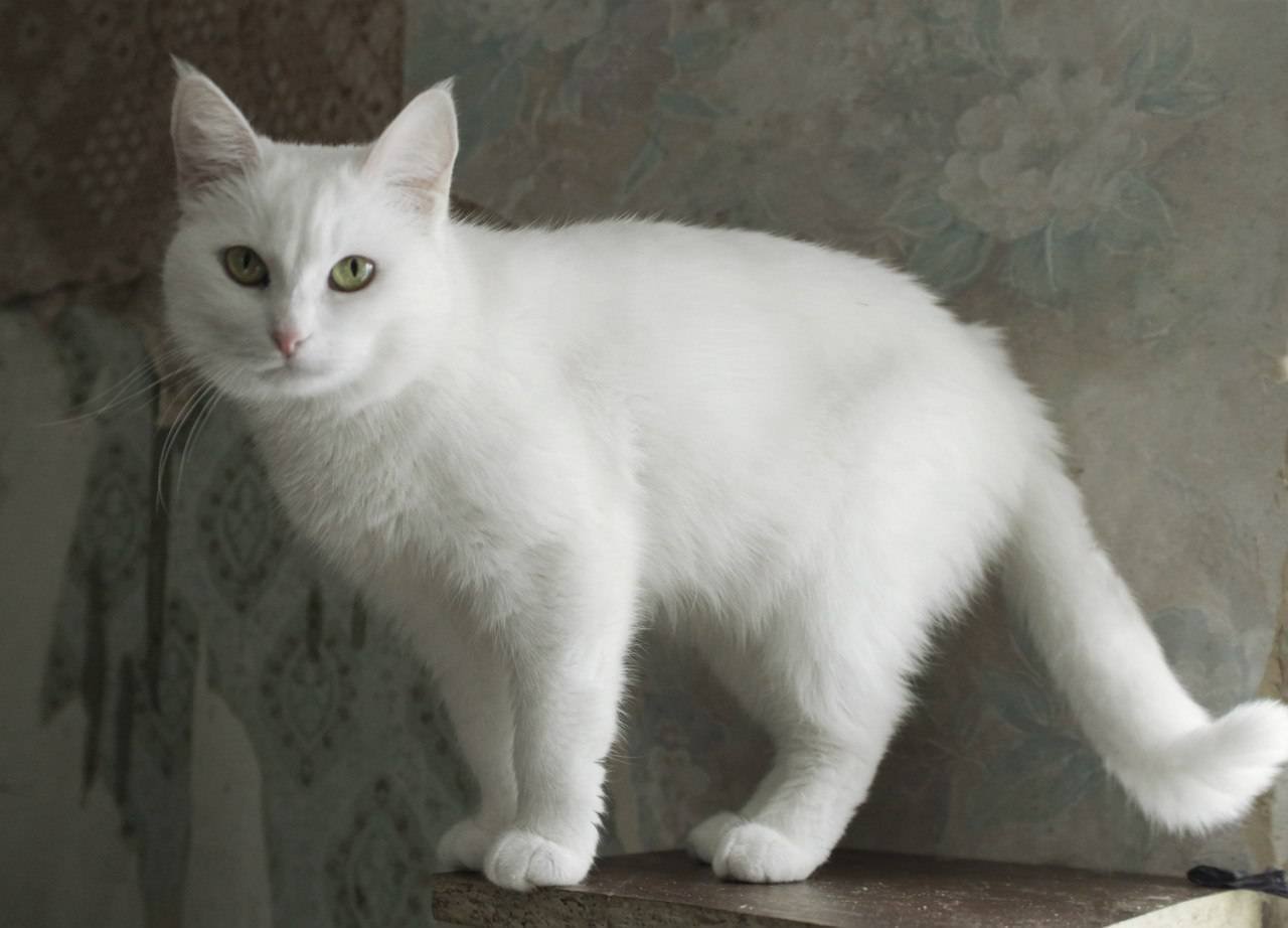 Как называется белая порода кошек. Турецкая ангора кошка. Анатолийская короткошерстная кошка белая. Турецкая ангорская короткошерстная. Турецкая гладкошерстная ангорская кошка.