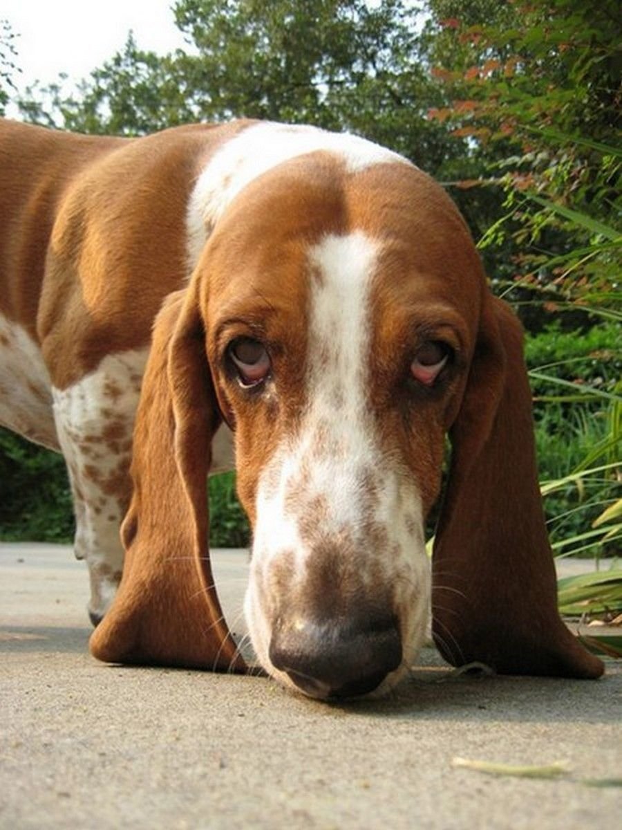Dog Basset Hound 2004