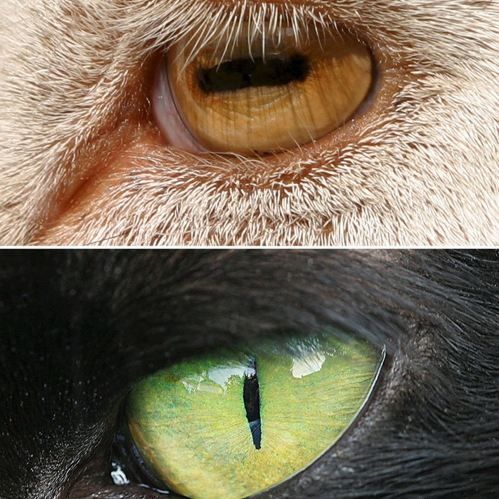 Необычные зрачки у животных