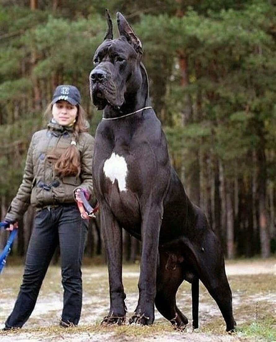 Немецкий дог рост в холке