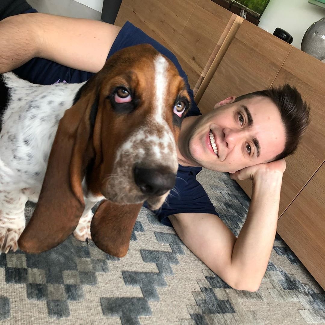 Хаунд собака гигантский