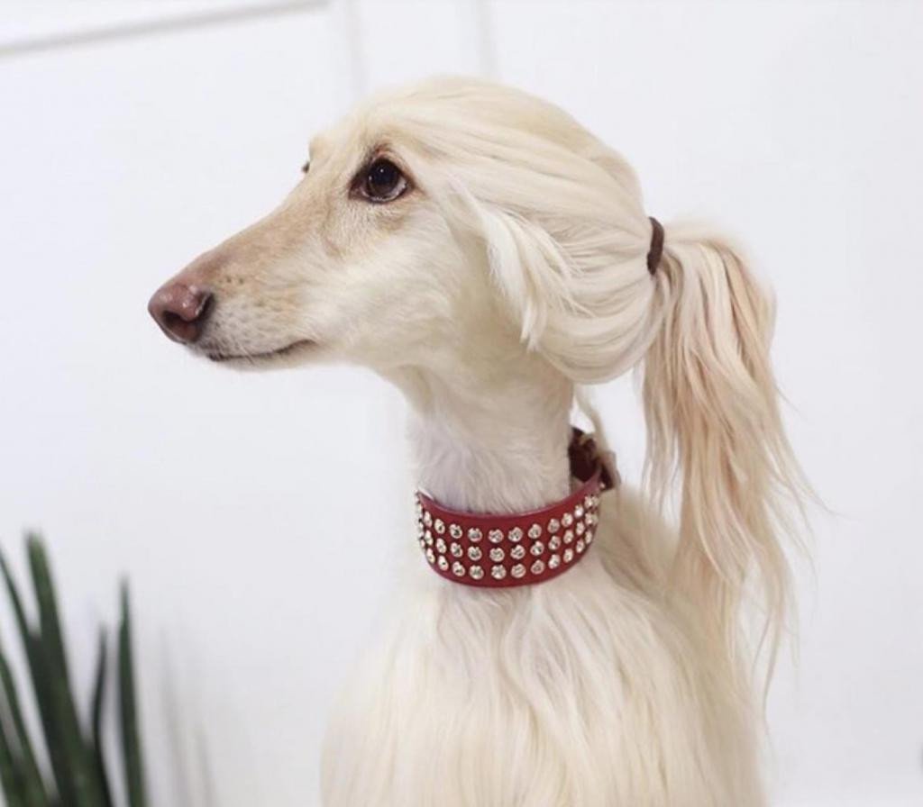 Бассет хаунд стандарт