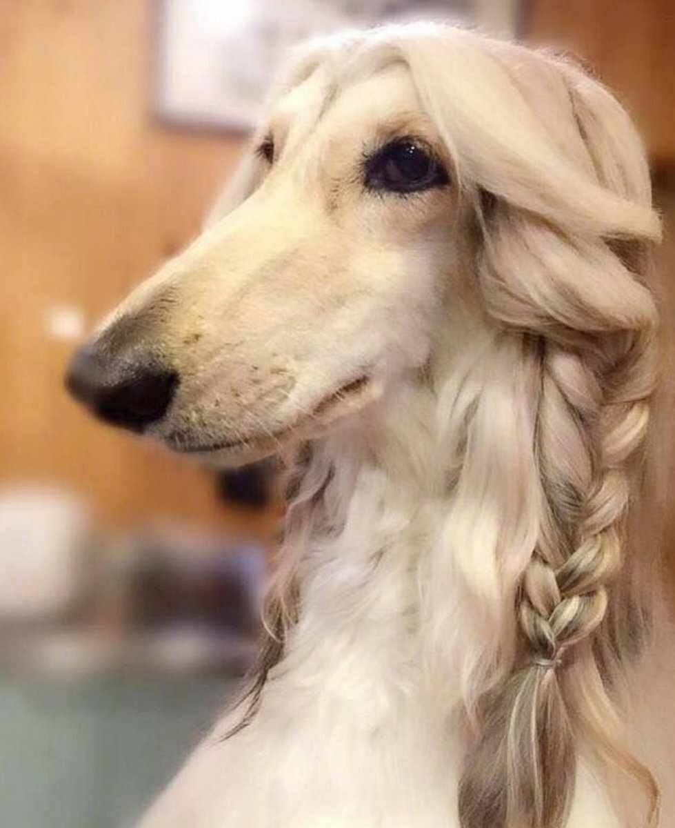 Английский Бассет