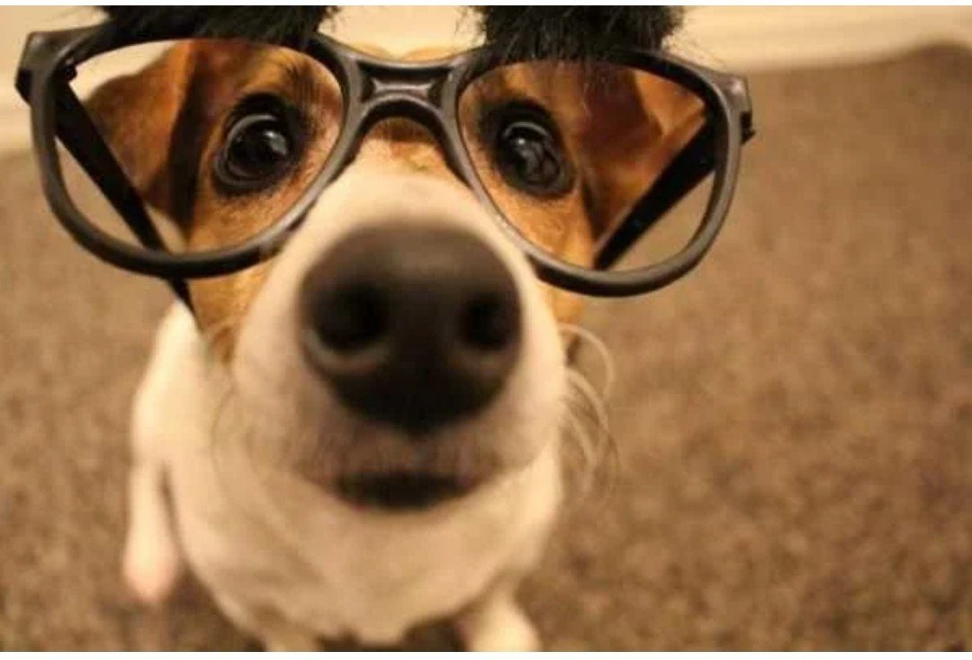 Мир глазами животных фото