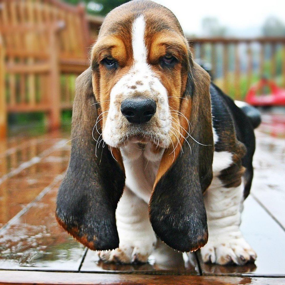 Бассет хаунд Триколор