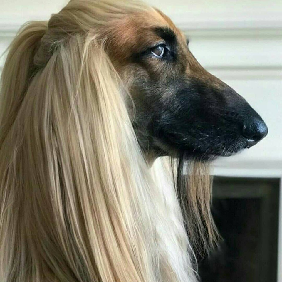 Афганская борзая овчарка