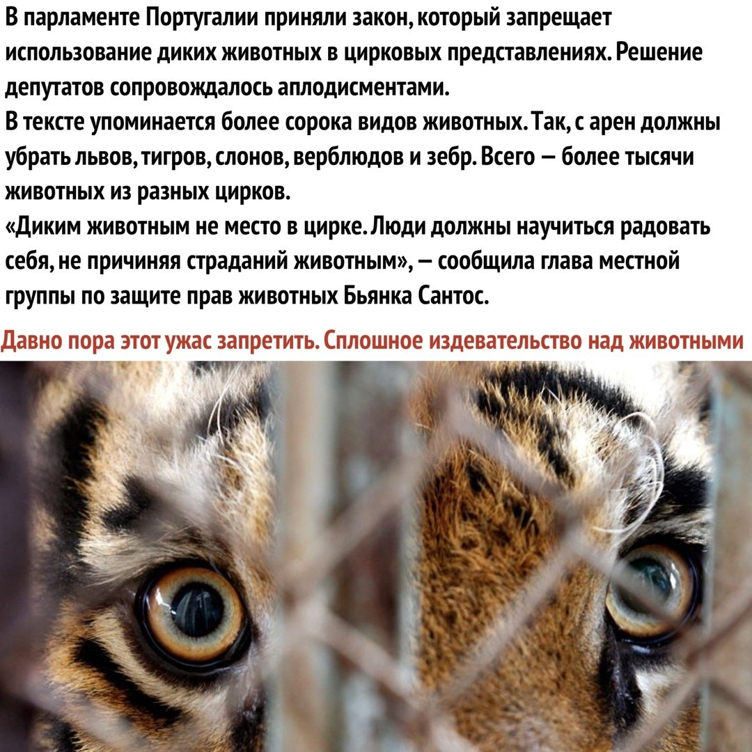 Бездомные кошки и собаки