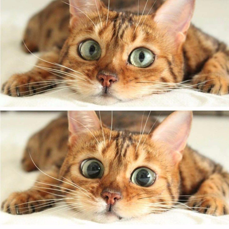 Доброта спасет мир