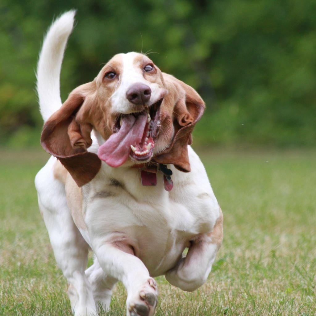 Бассет хаунд курсинг