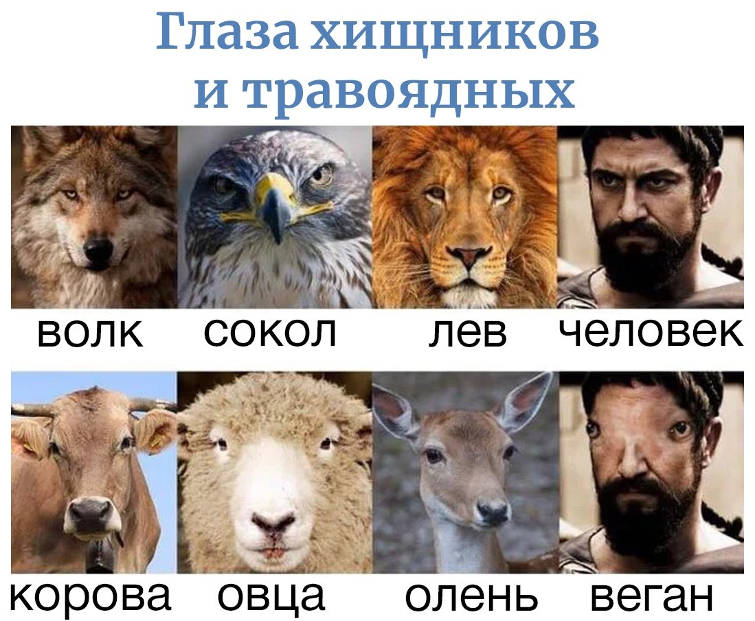 В каком цвете видят собаки окружающий мир