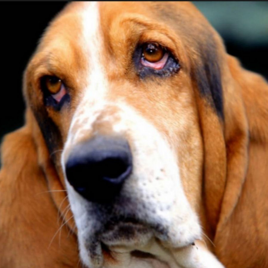 Ушастый Бассет-хаунд