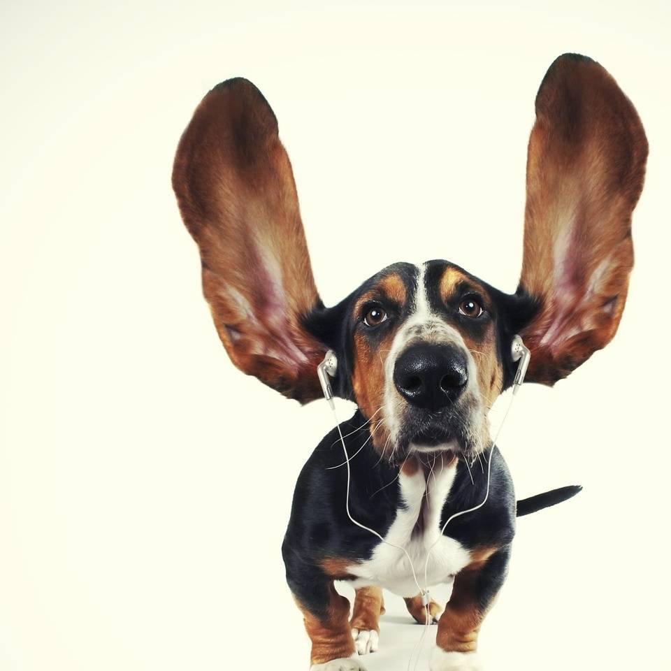 Слух собаки