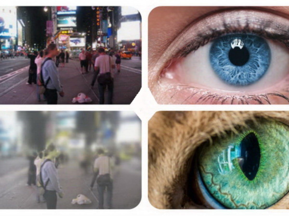 Мир глазами собаки