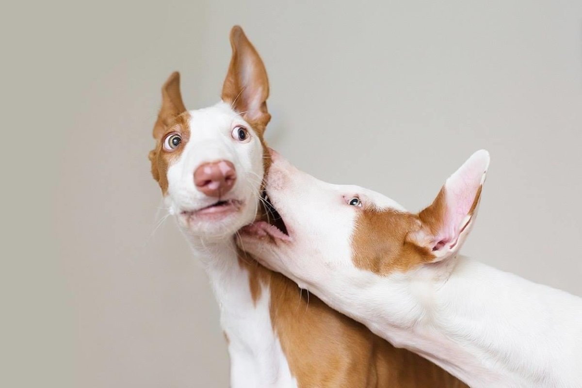 Ивисская борзая Поденко ибиценко