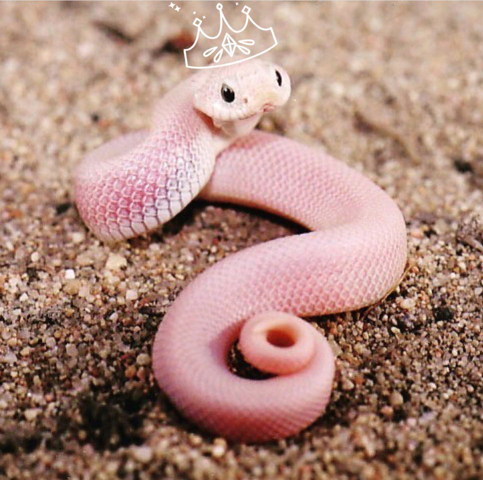 Королевский питон розовый