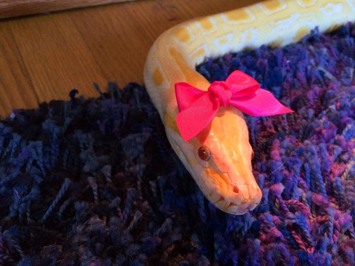 Змея с бантиком на голове