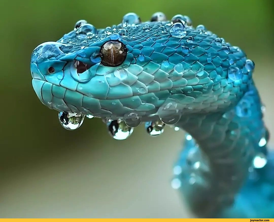 Год водяной змеи