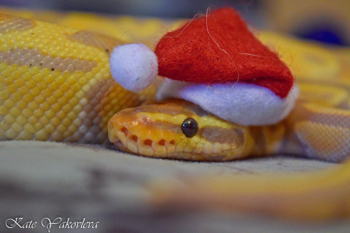 Милая змейка