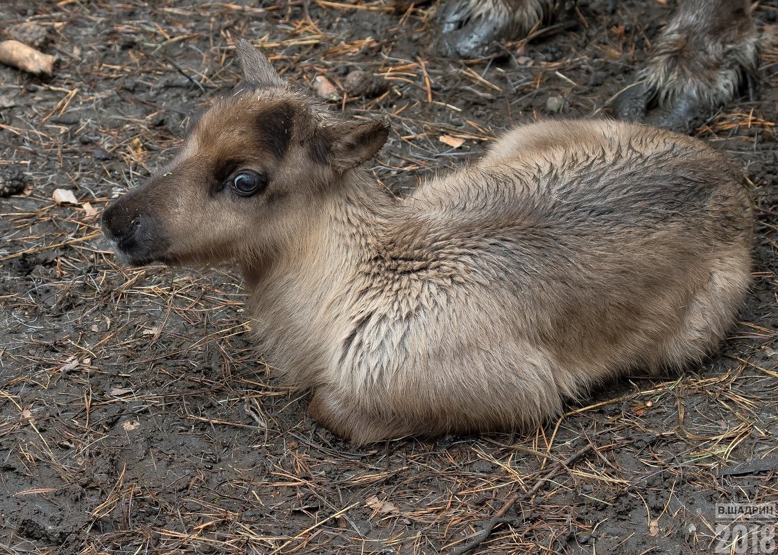 Олененок прижался к земле
