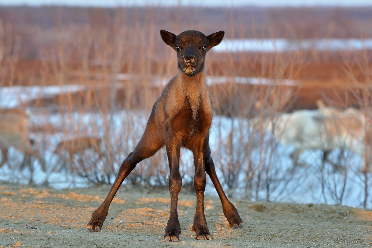 Теленок оленя