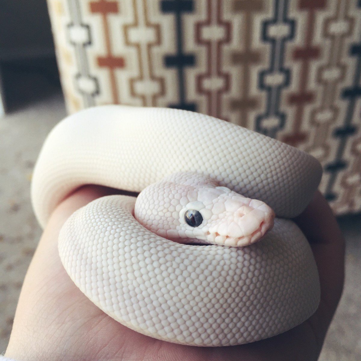 Змея Королевский питон белый