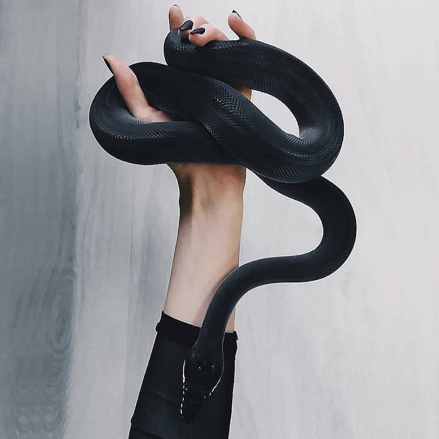 Змеи Эстетика