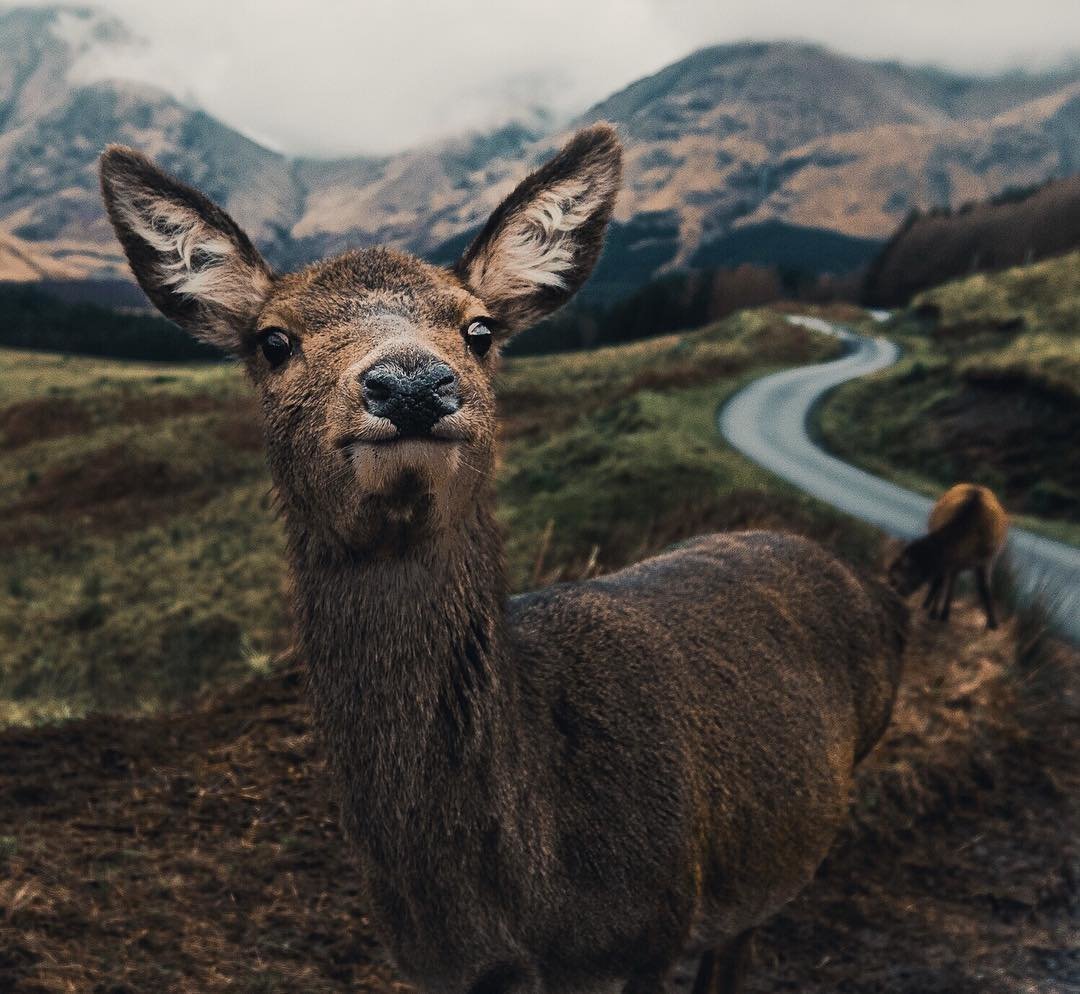 Пятнистый олень Оленята