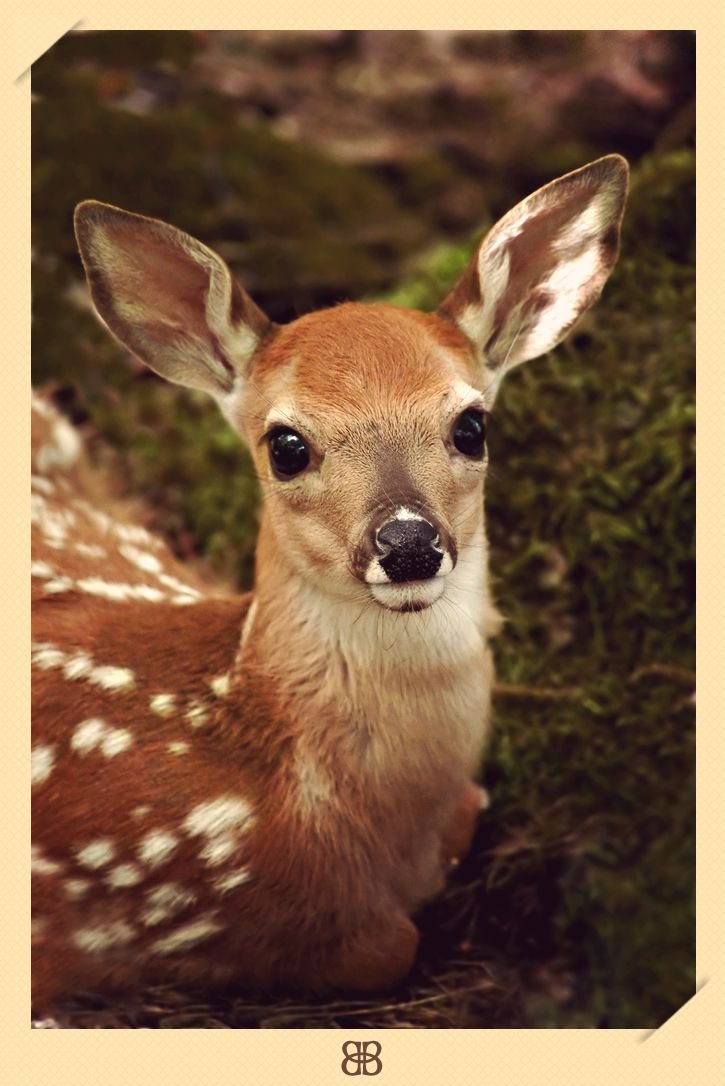 Флорида животные Key Deer