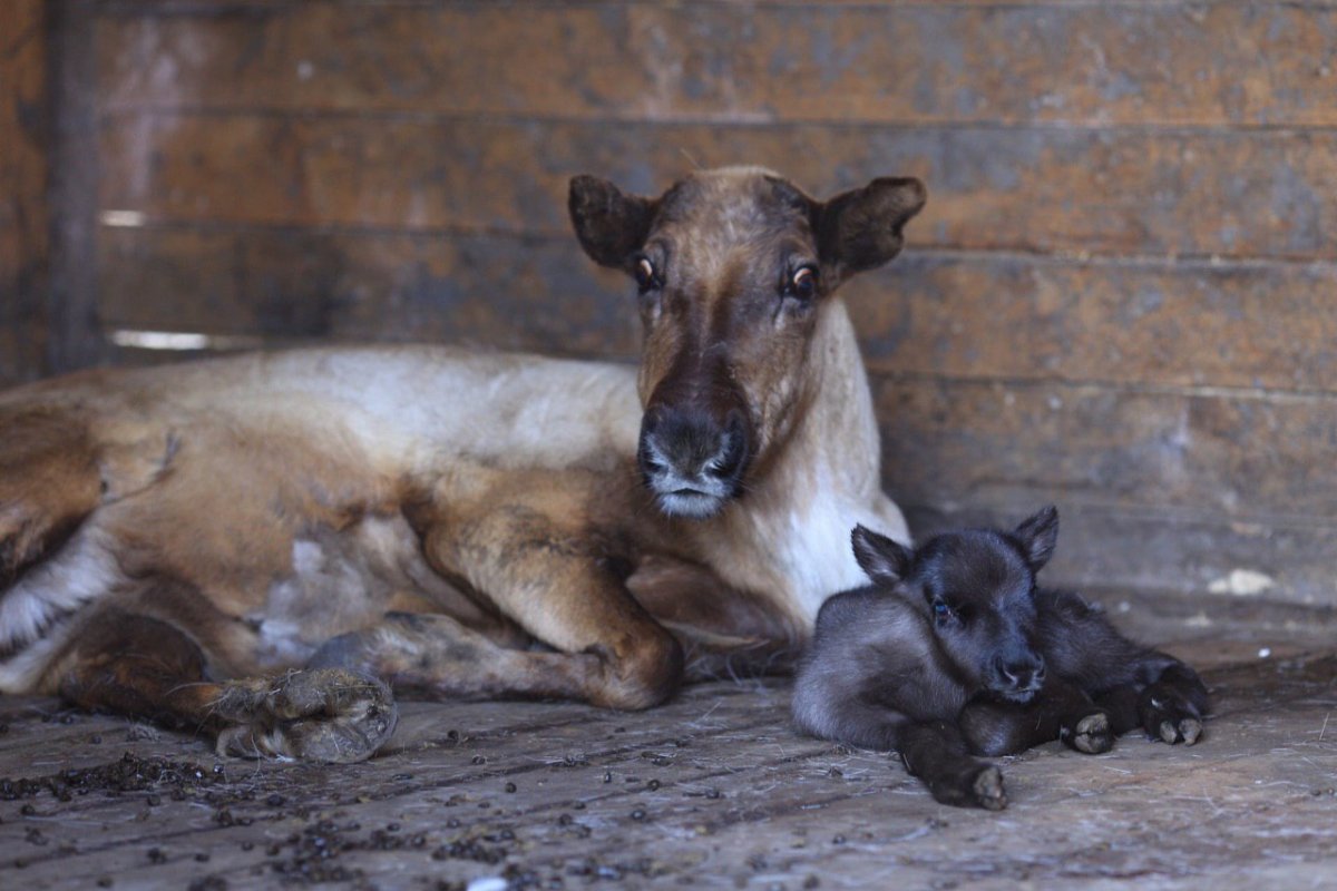 Пыжик Олененок