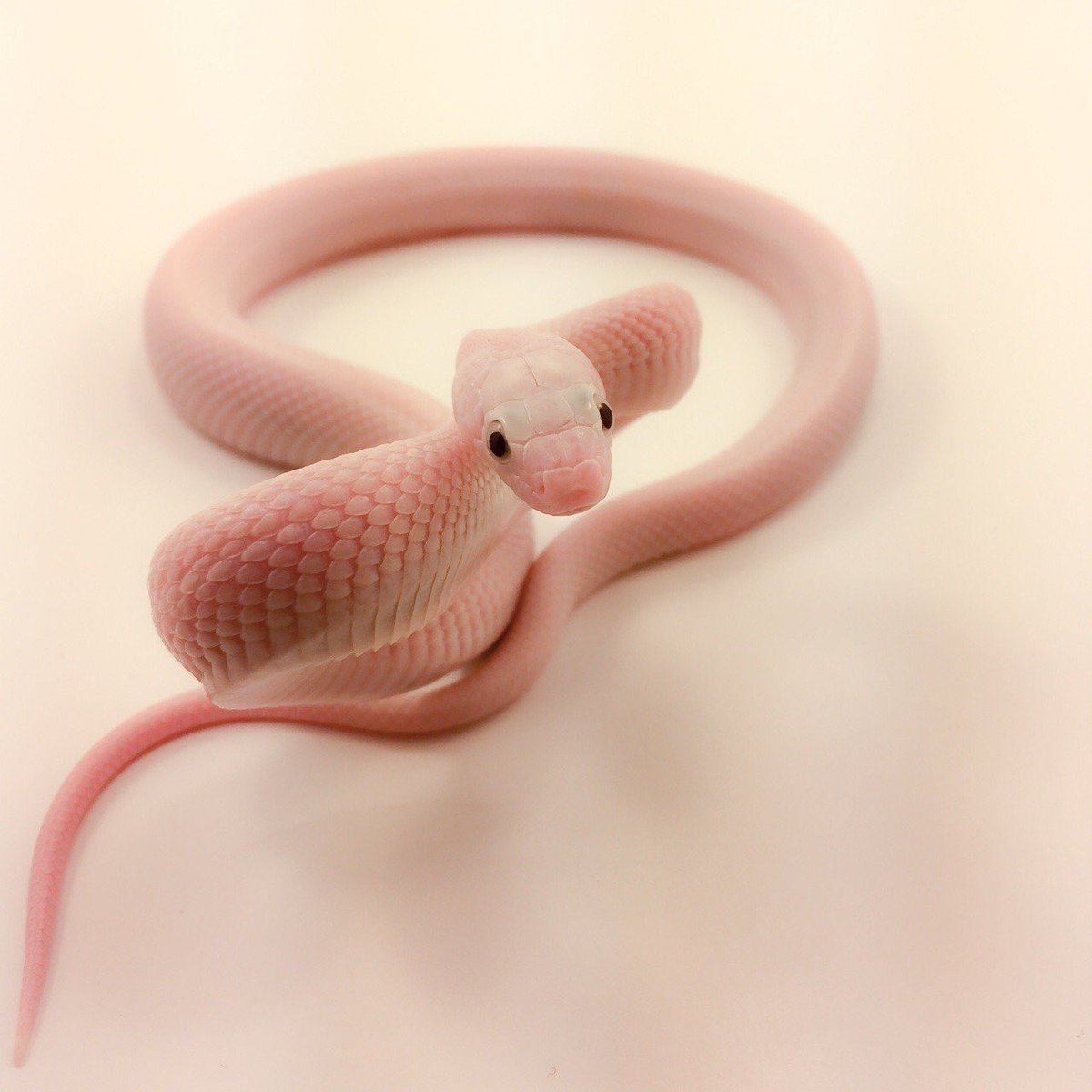 Бело розовая змея