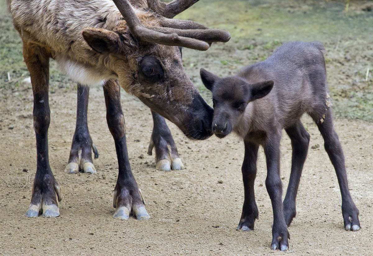 Европейская Лань косуля
