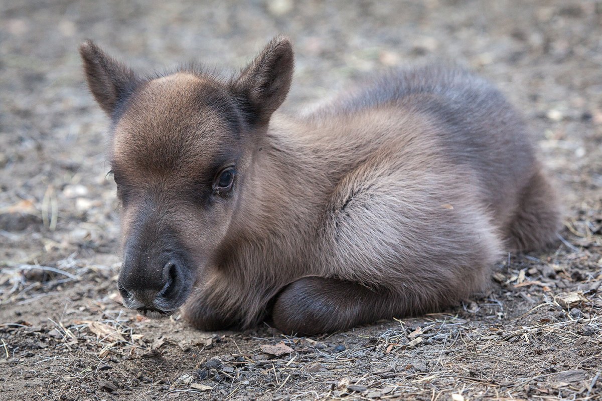 Пыжик неблюй