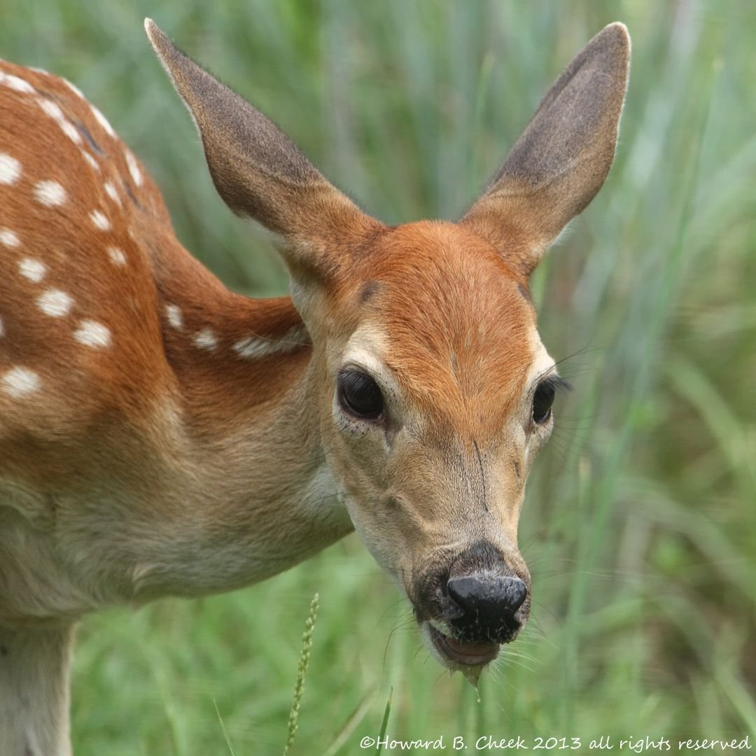 Пачему лаапарды складвуюут хвост колечкам