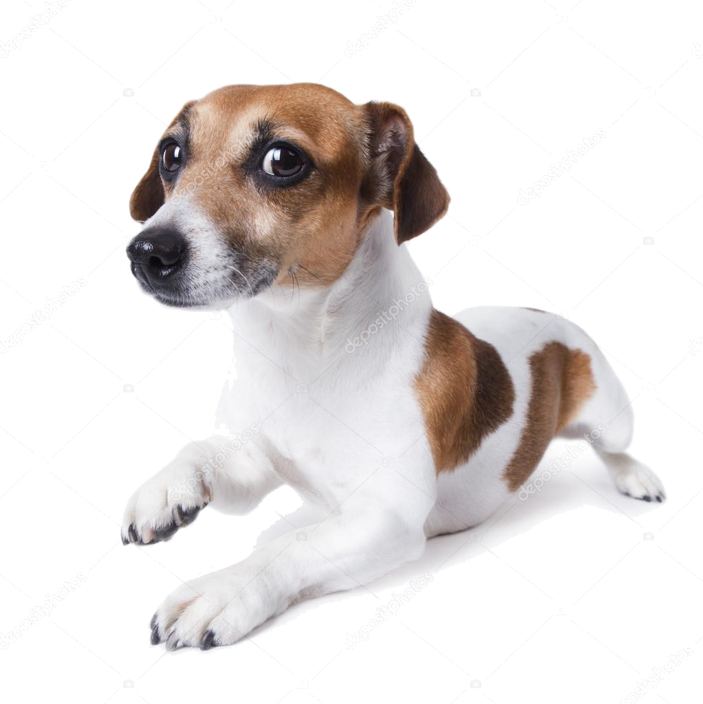 Собака Джек-Рассел-терьер кега