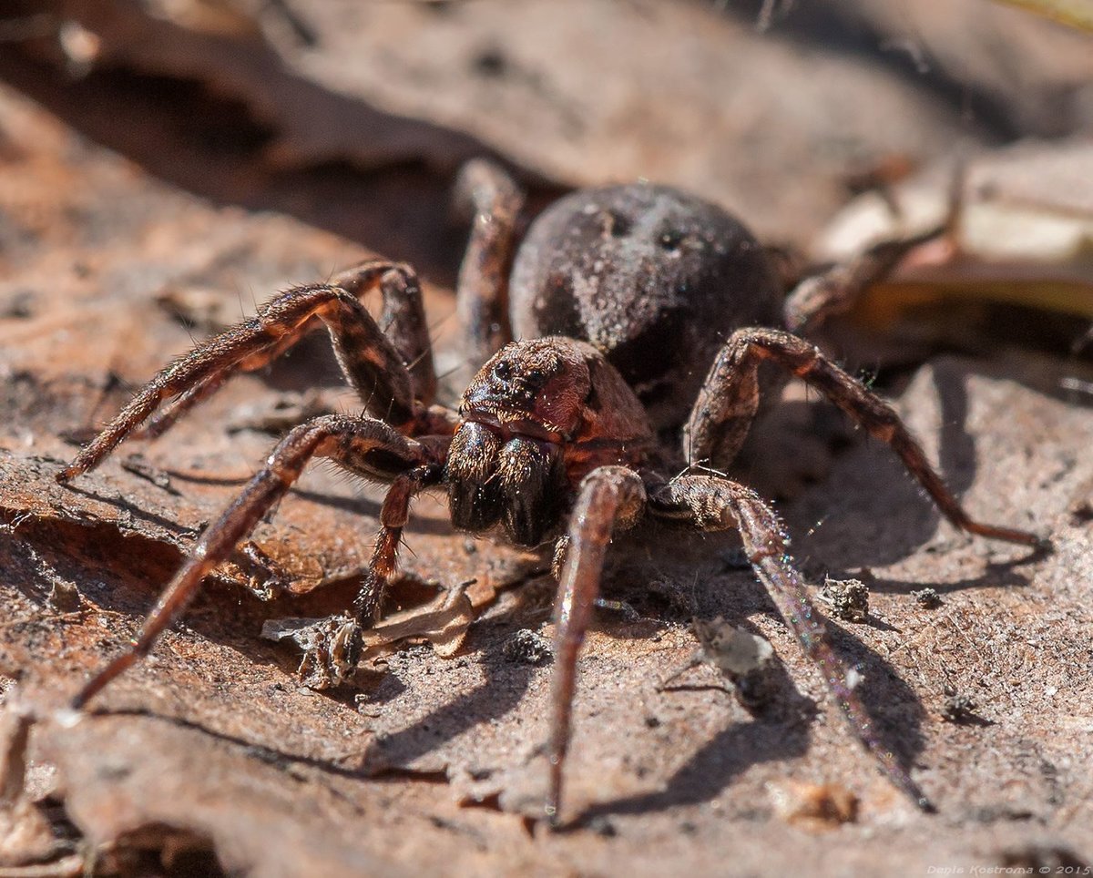 Каракурт Тарантул