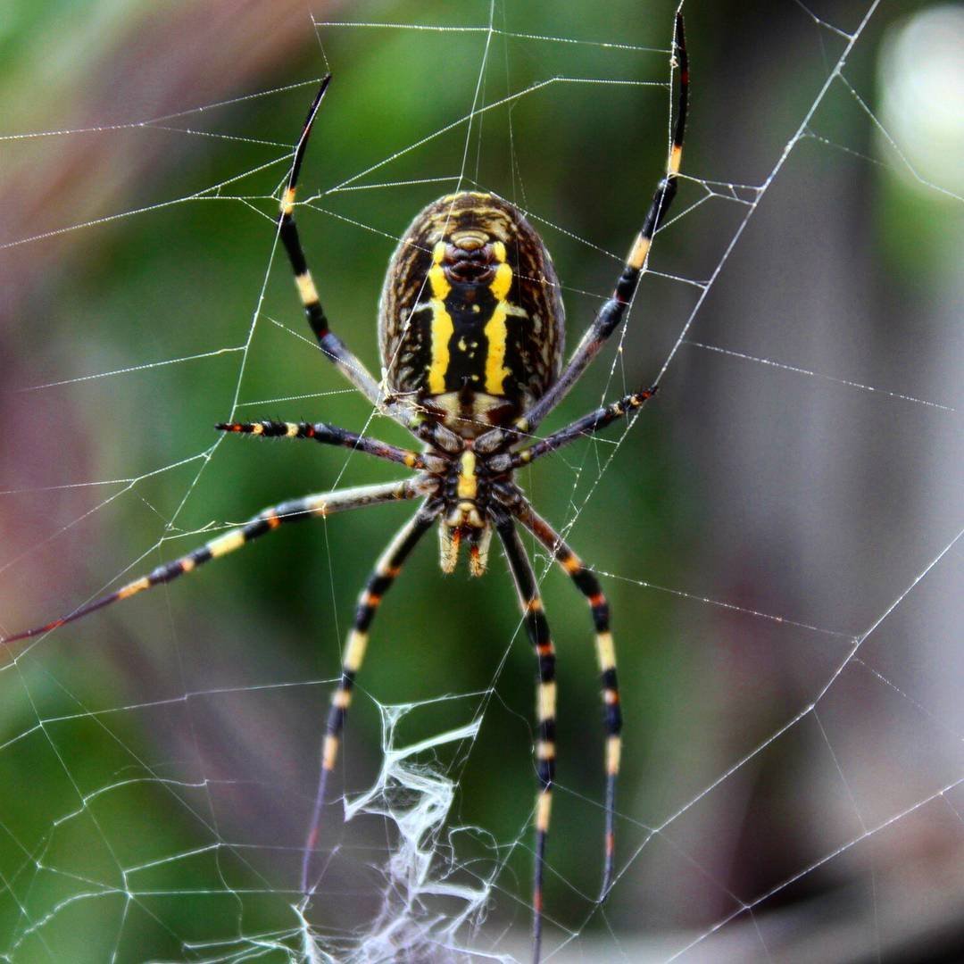 Аранеоморфные пауки