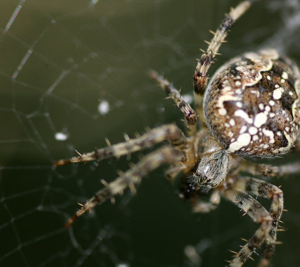 Паук Мизгирь крестовик