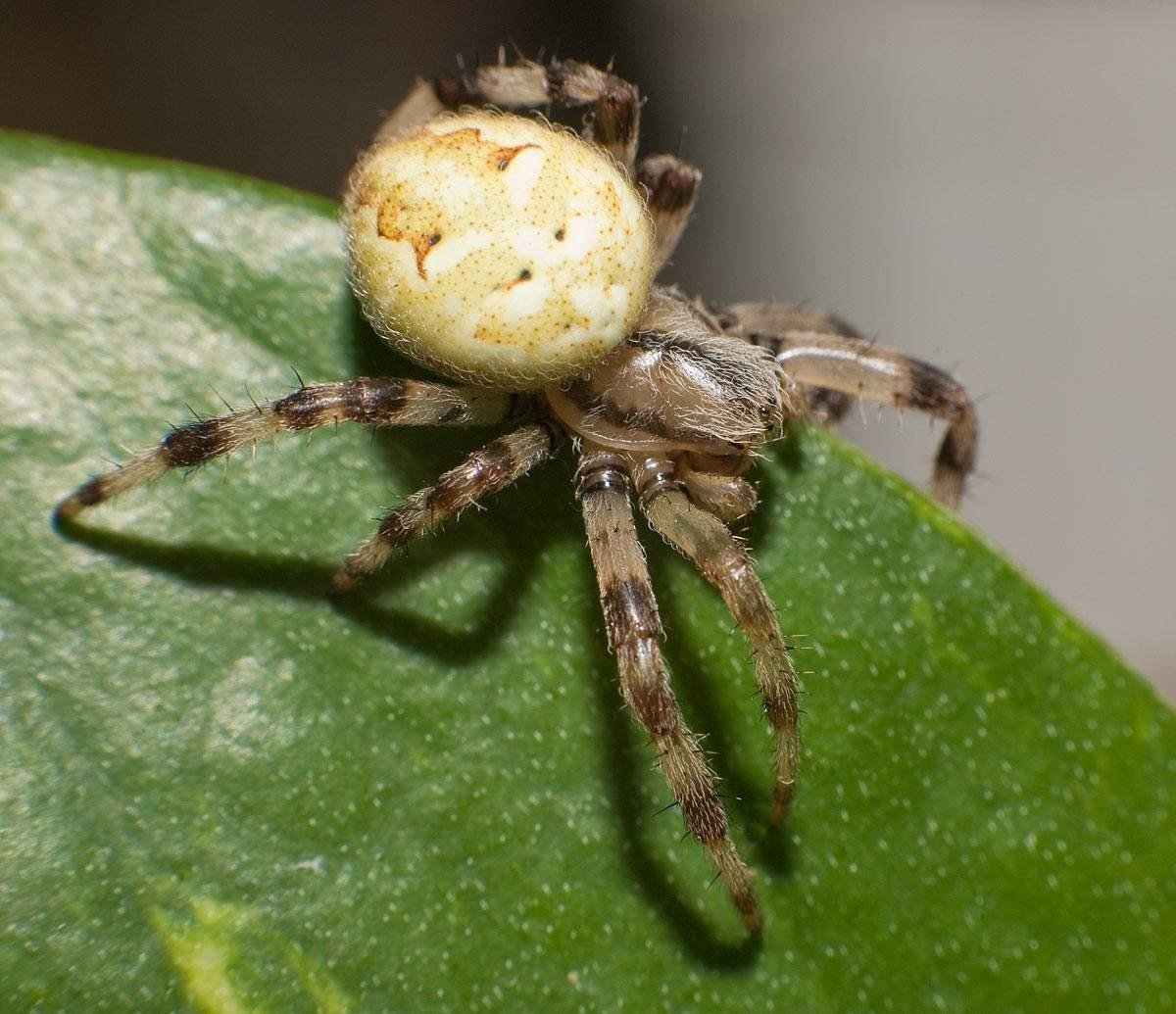 Крымский паук Каракурт
