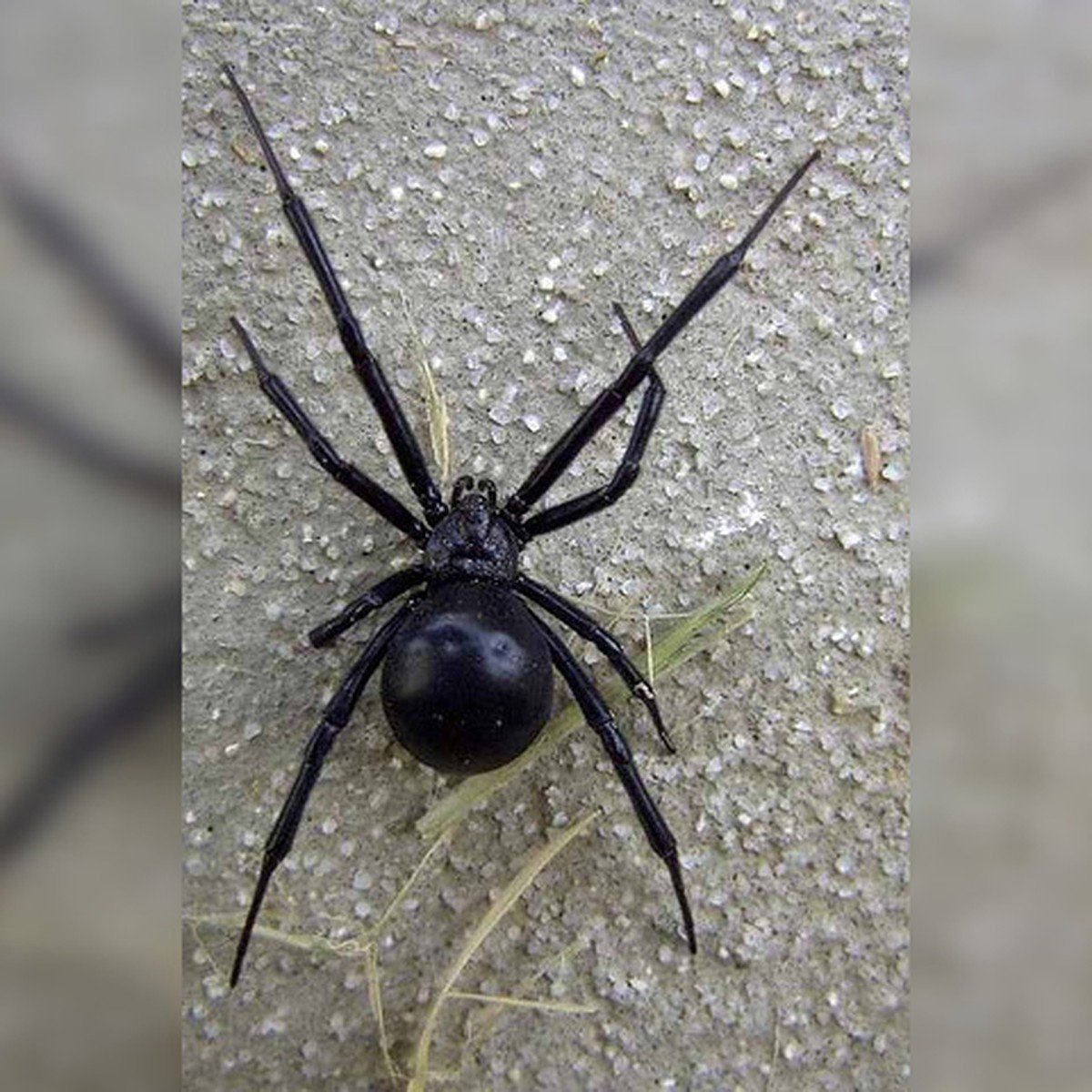Araneus diadematus - крестовик