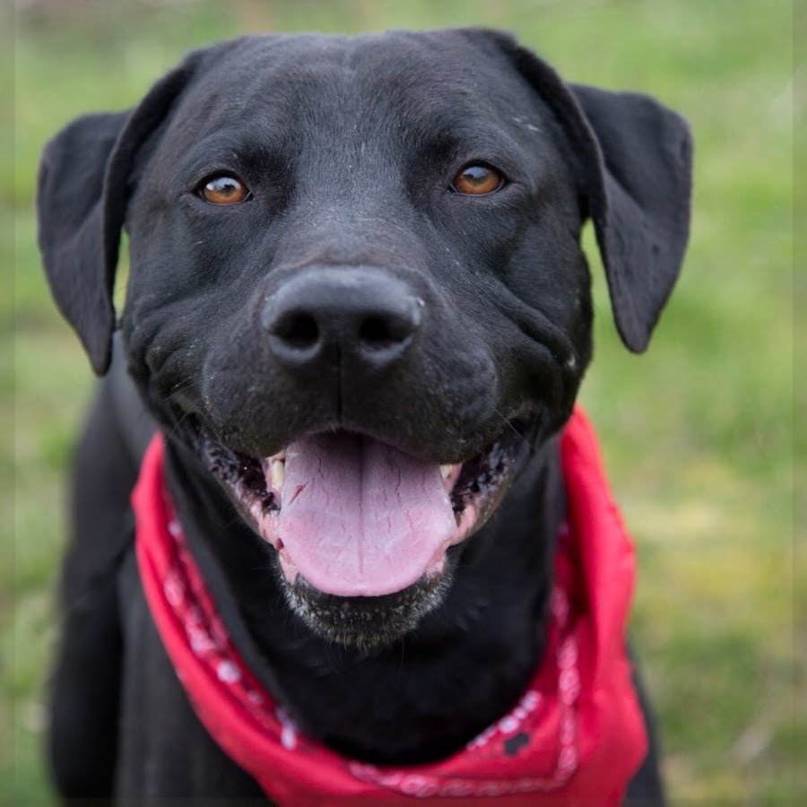 Большая черная собака порода гладкошерстная