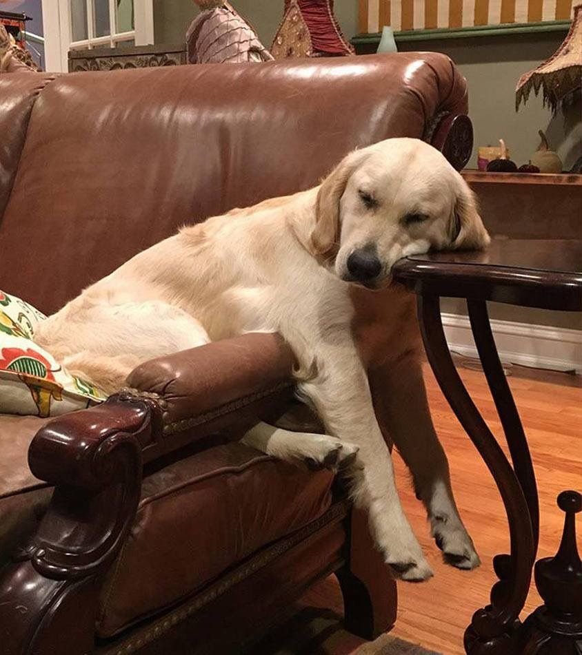 Лабрадор картина