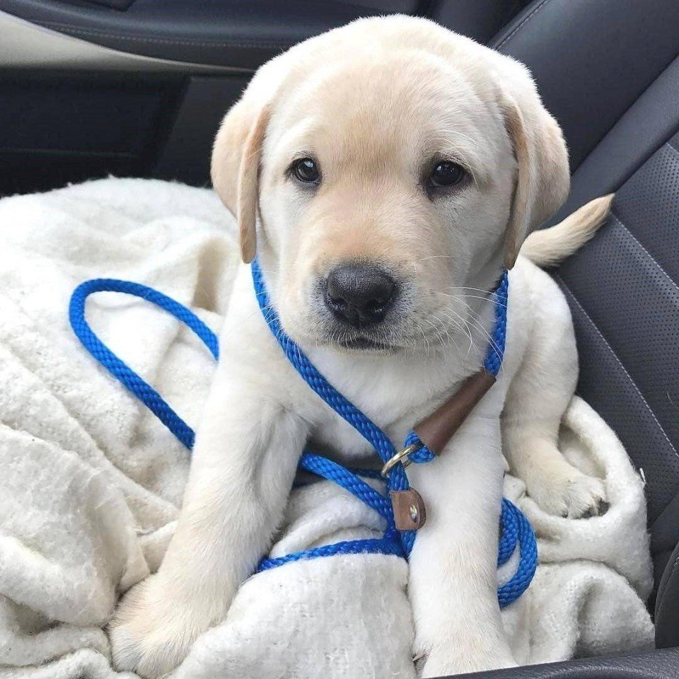 Купированный лабрадор