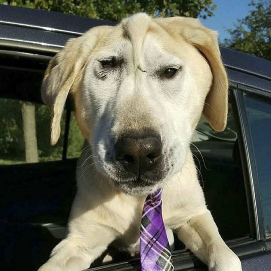 Лабрадор гордость империи