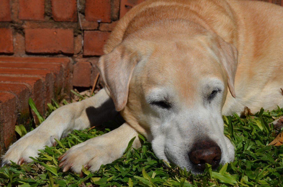 Лабрадор ретривер пятнистый