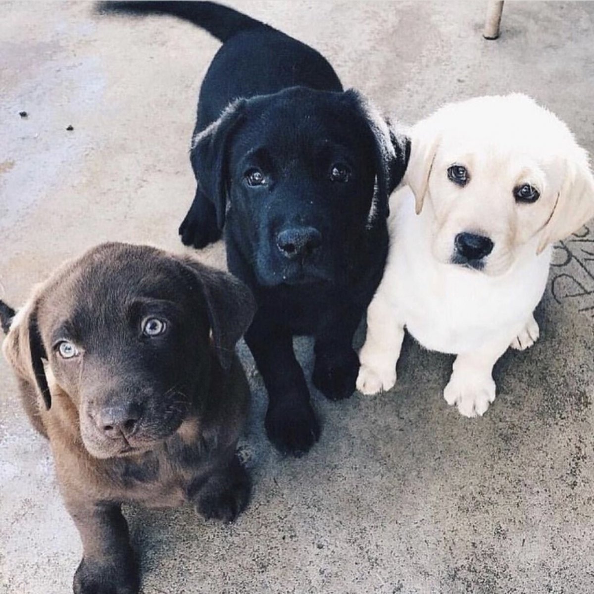 Лабрадор Корбу