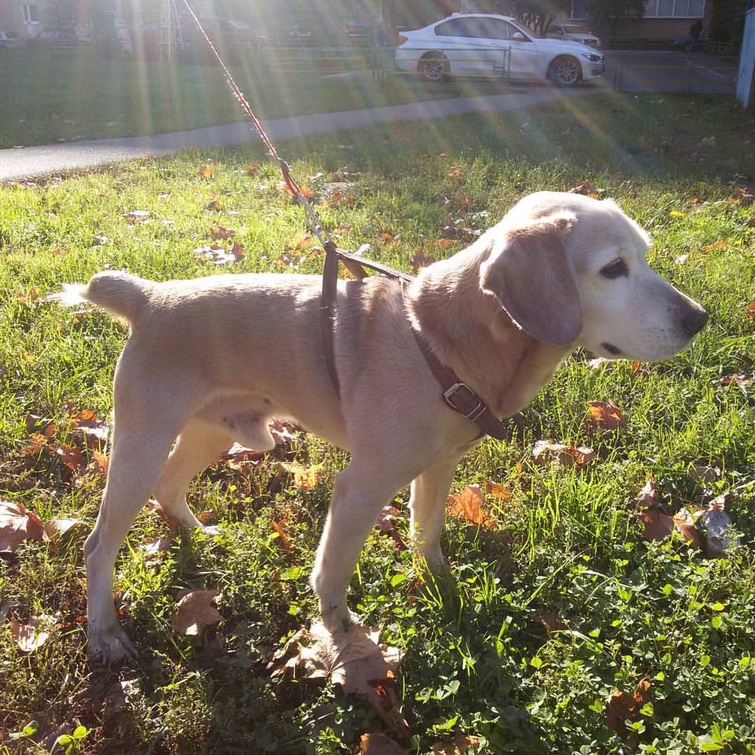 Ирландский стаффордширский терьер