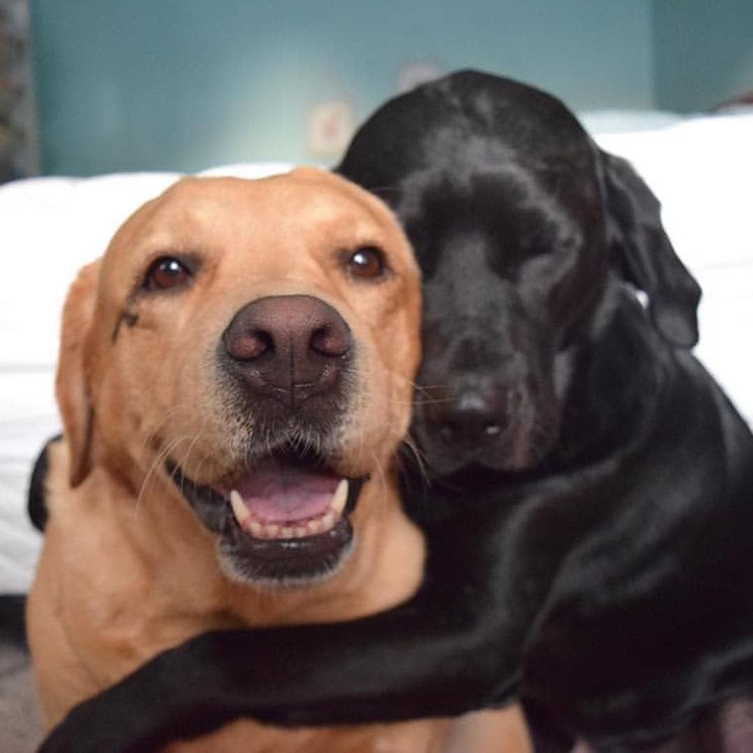 Лабрадор ретривер