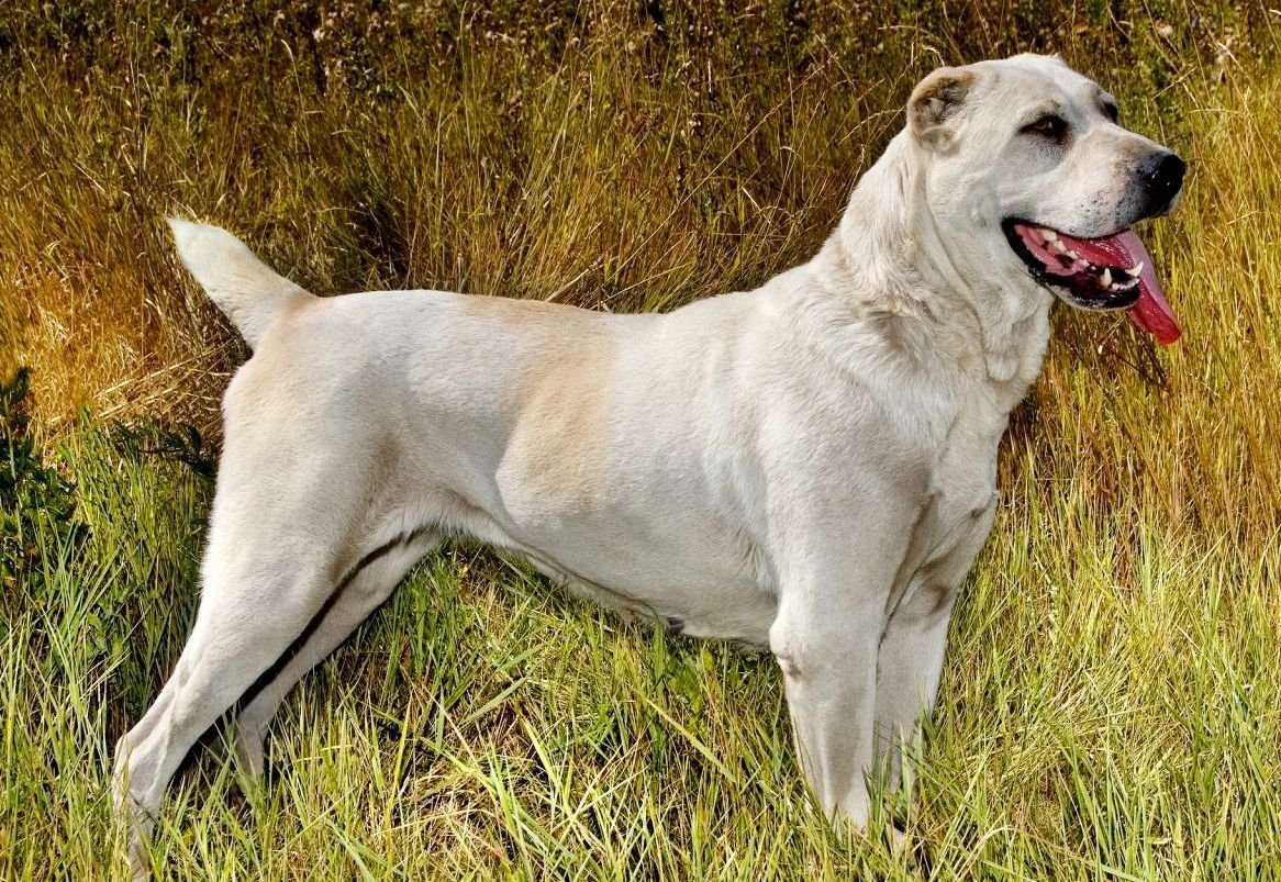 Паттердейл терьер гладкошерстный